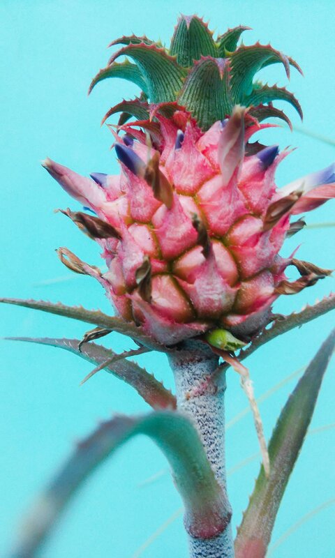 Pineapple Plant with Flower