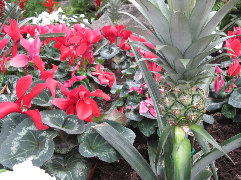 Pineapple Plant with Flowers