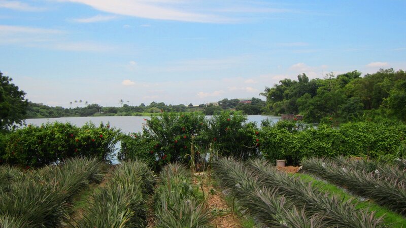 Pineapple Plants by Lake