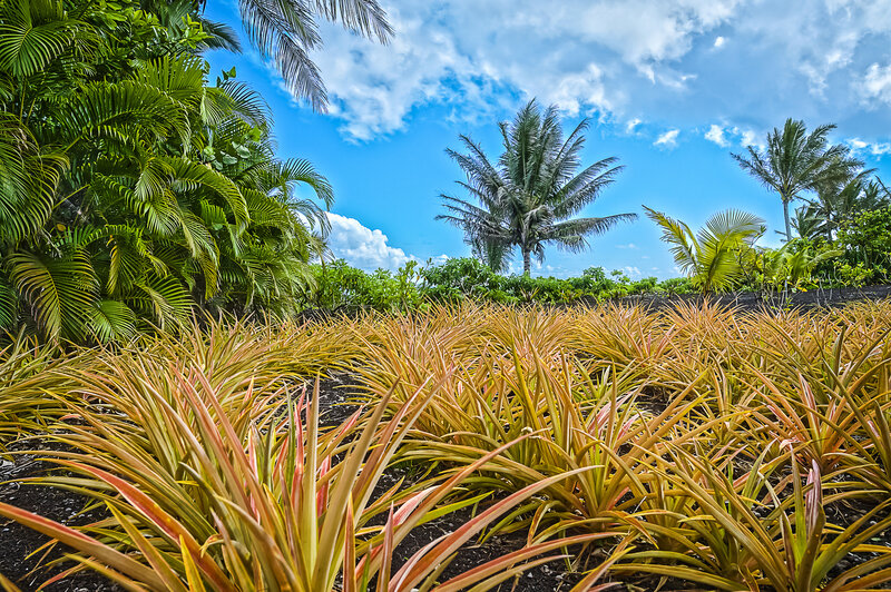 Pineapple Plants in Field