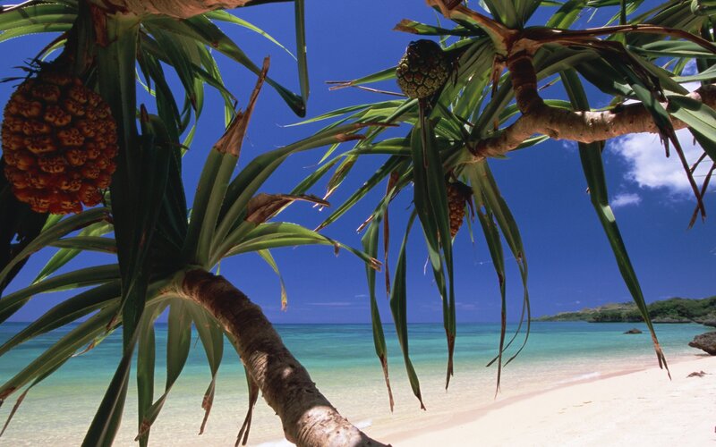 Pineapple trees on a tropical beach