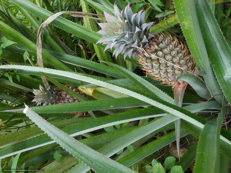 Pineapples growing in a field