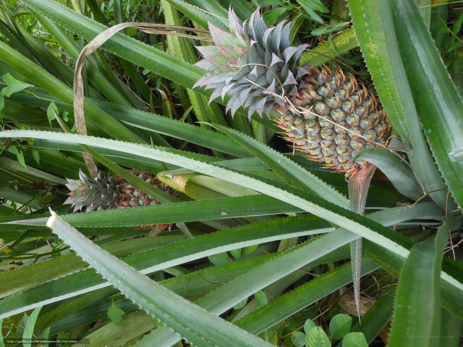 Pineapples growing in a field