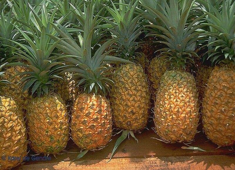 Pineapples in a row