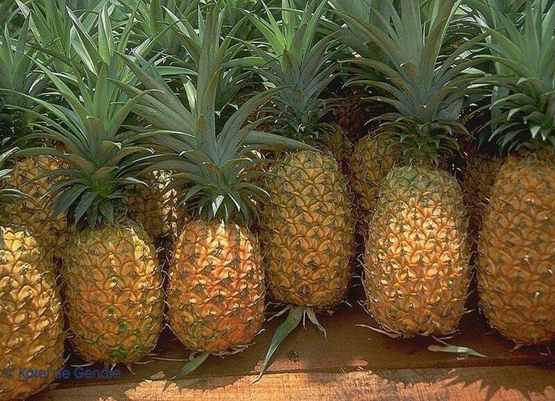 Pineapples in a Row — Yellow, Natural, Afternoon
