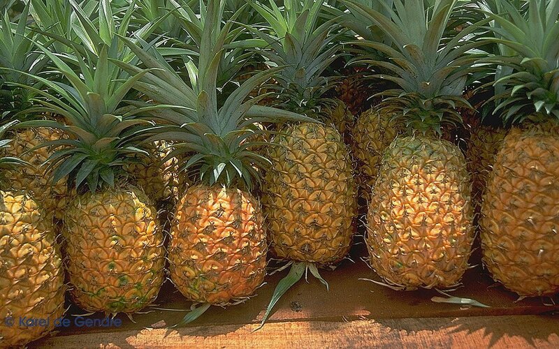 Pineapples in a Row — Yellow, Natural