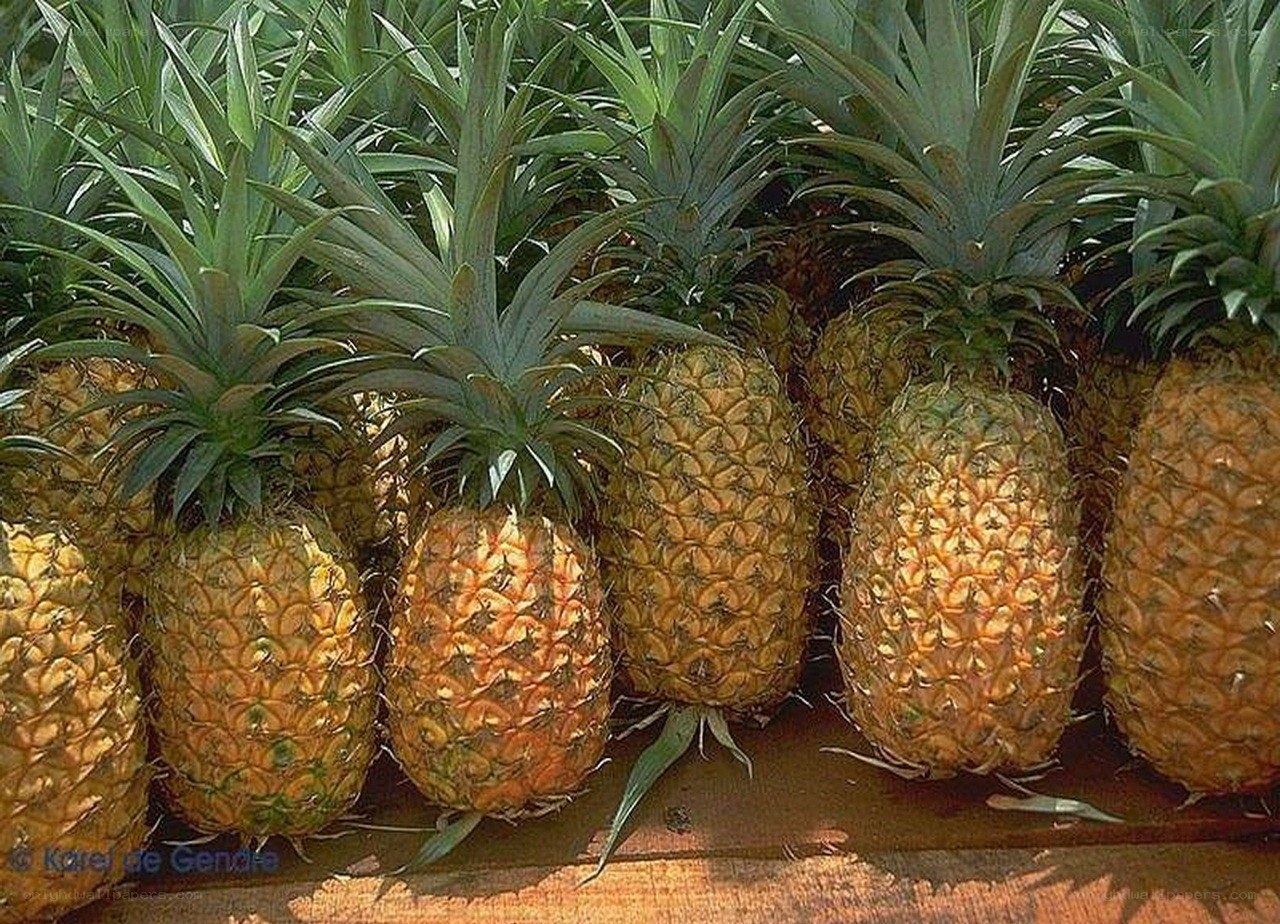 Pineapples in a row