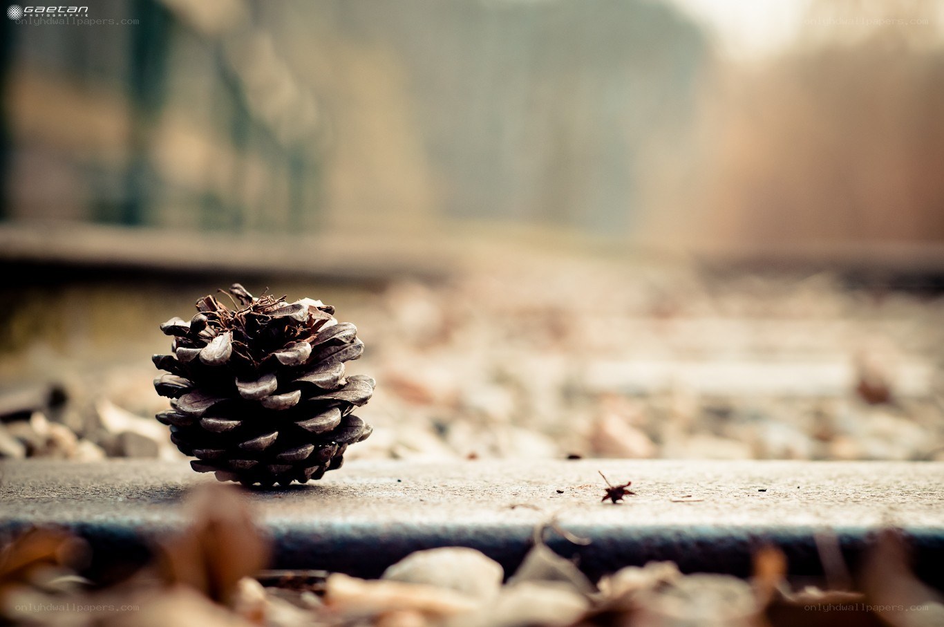 Pinecone on a railway track