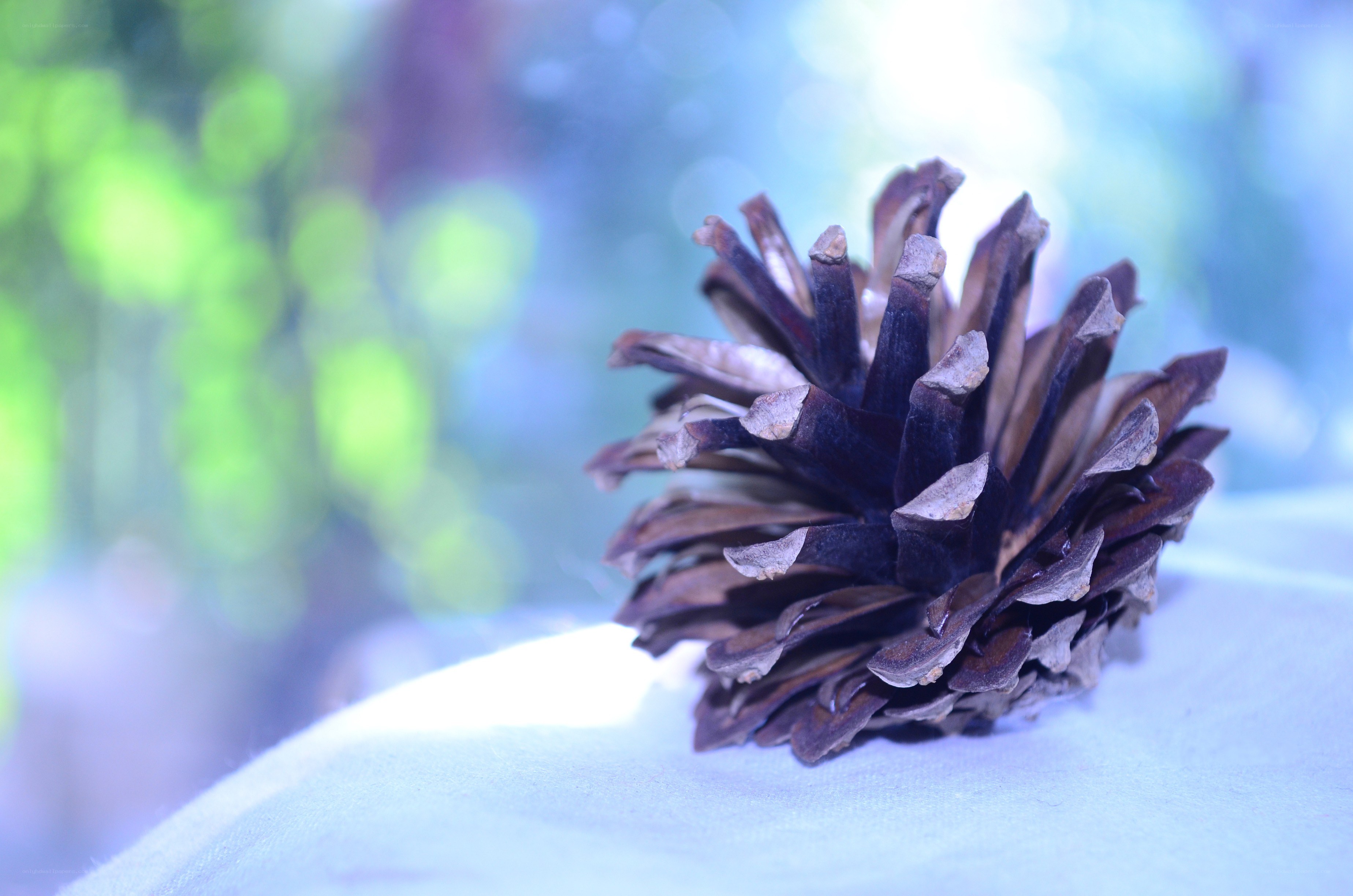 Pinecone on a soft surface