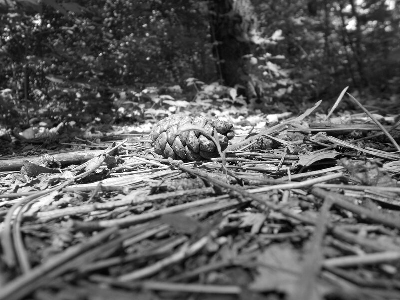 Pinecone on Forest Floor — Black