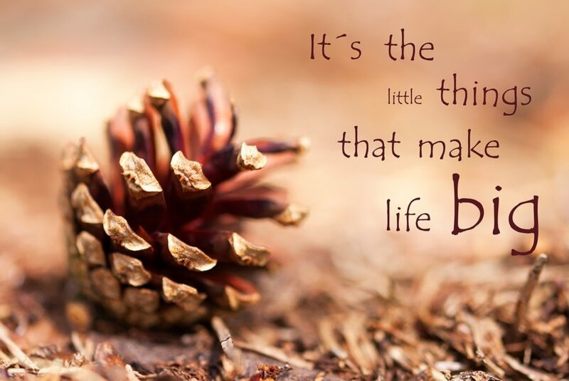 Pinecone on Forest Floor — Brown