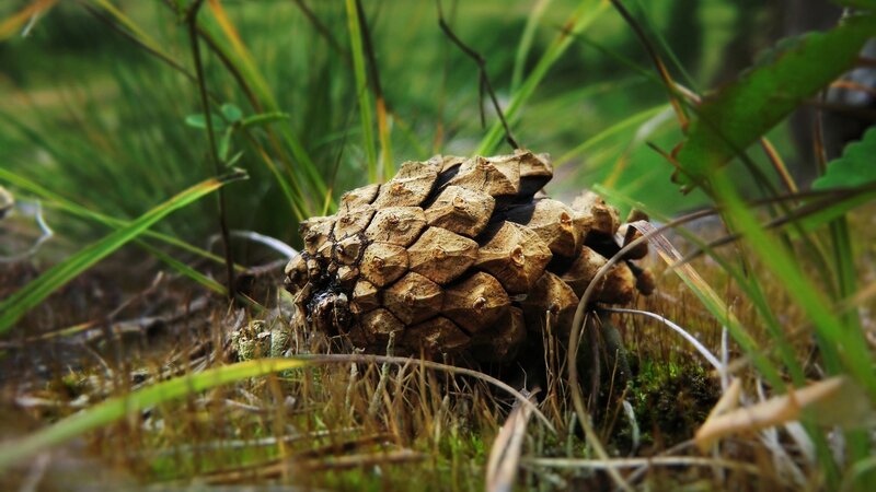 Pinecone on Forest Floor — Green, Natural, Photograph