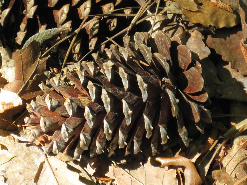 Pinecone on forest floor