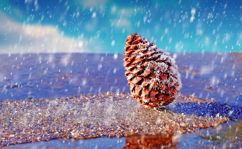 Pinecone on Ice