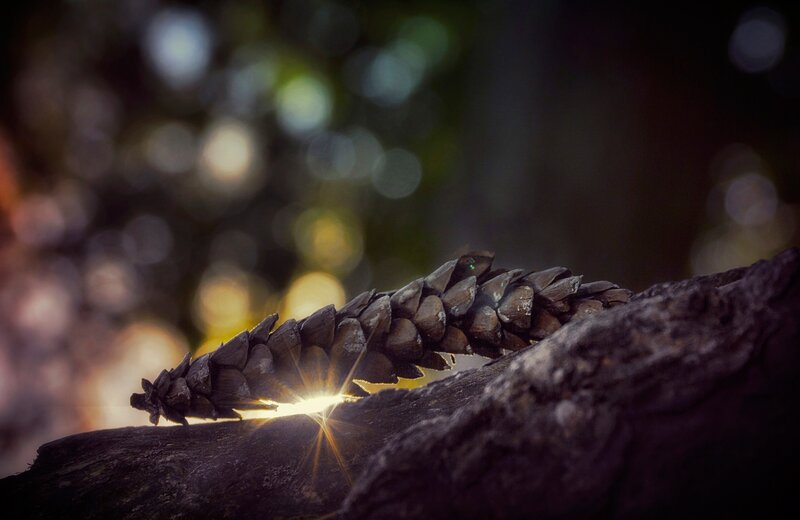 Pinecone on Log