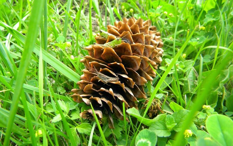 Pinecone with Grasshoppers