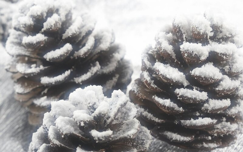 Pinecones Covered in Snow