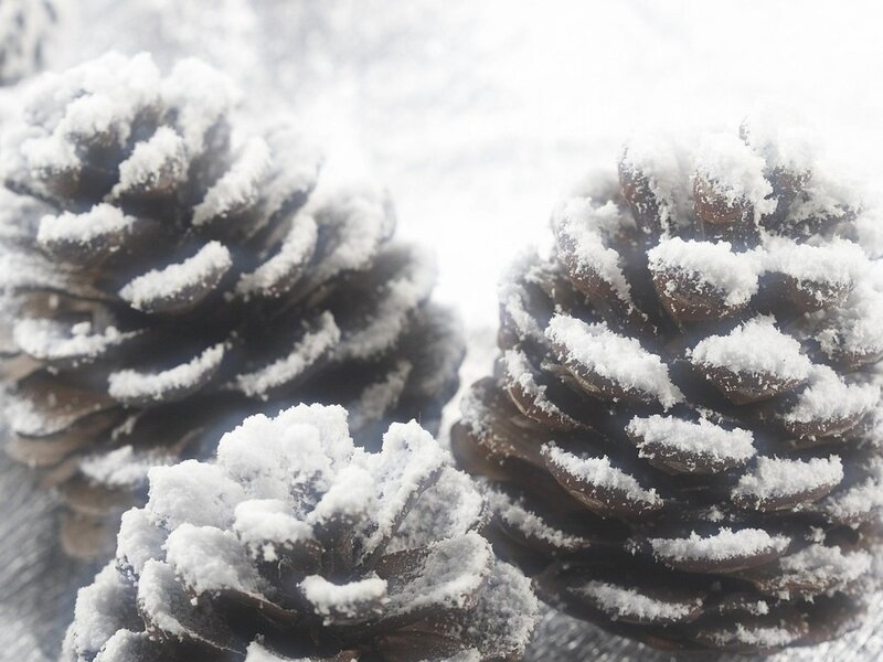 Pinecones Covered in Snow — White