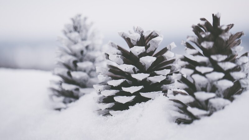 Pinecones in Snow