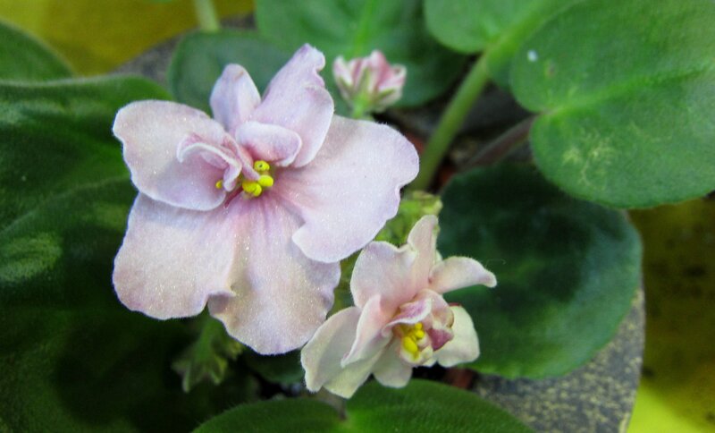 Pink African Violet Flower