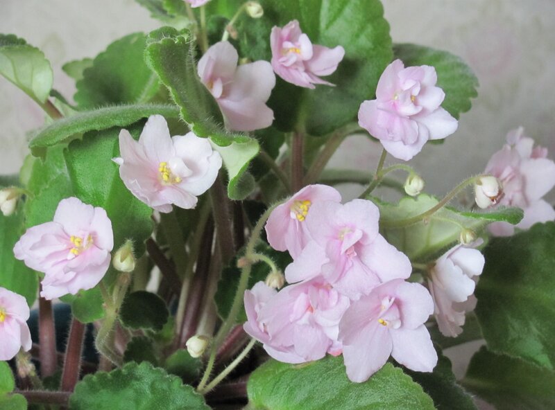 Pink African Violet Flowers — Calm
