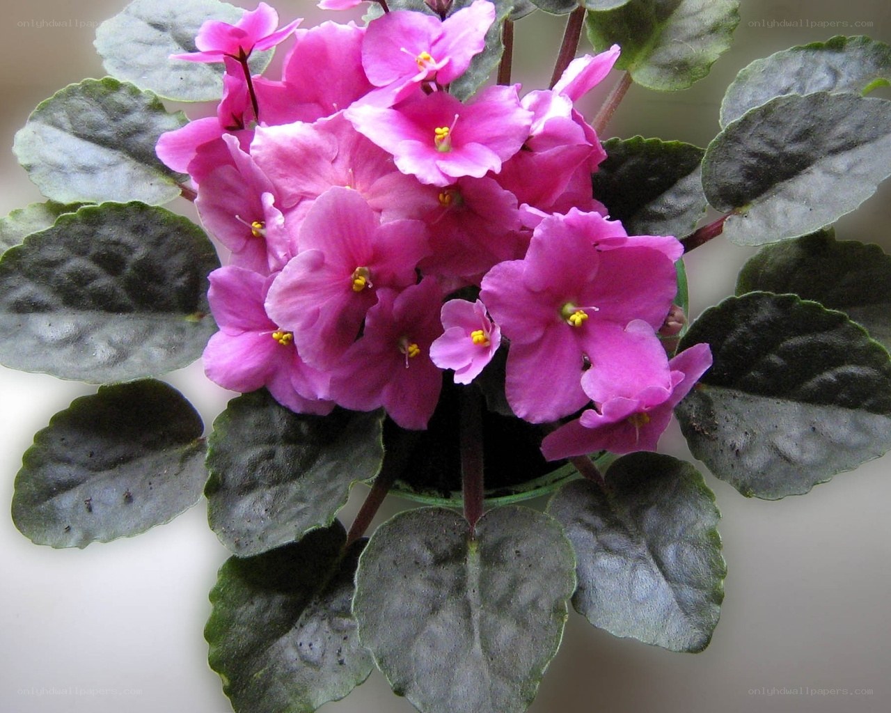 pink African violet flowers