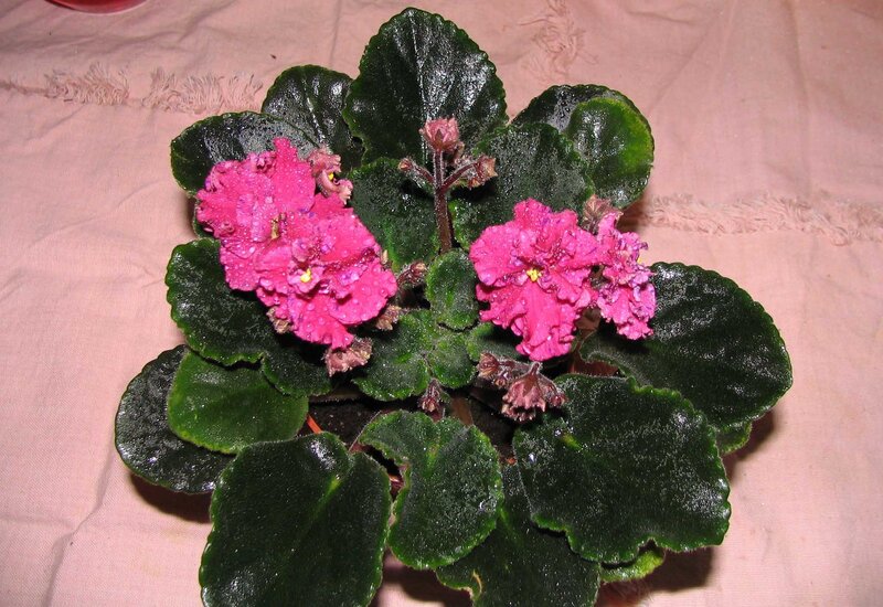 Pink African Violet Plant — Green