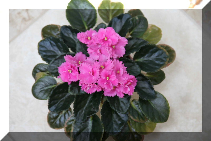 Pink African Violet Plant