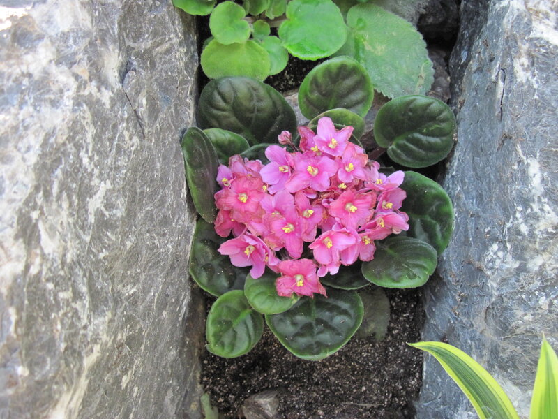 Pink African Violet