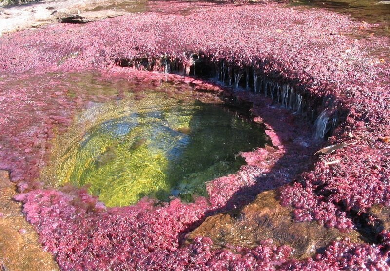 pink algae pool