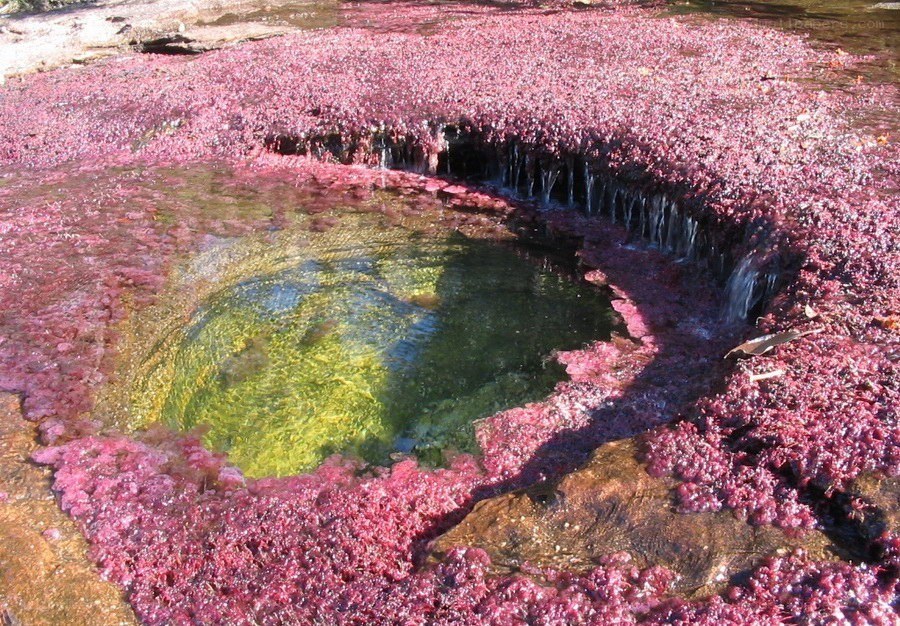 pink algae pool