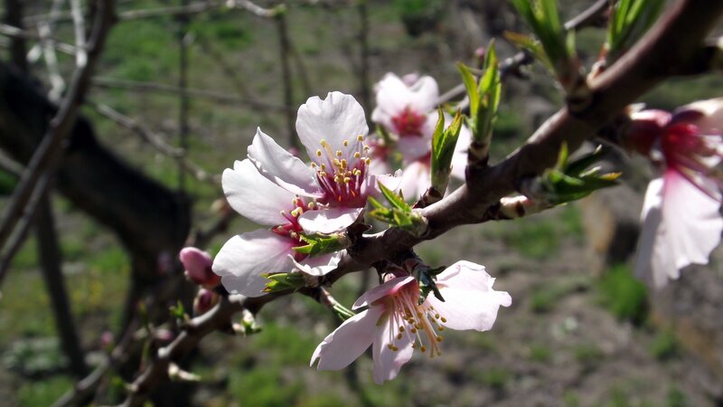 Pink Almond Blossoms