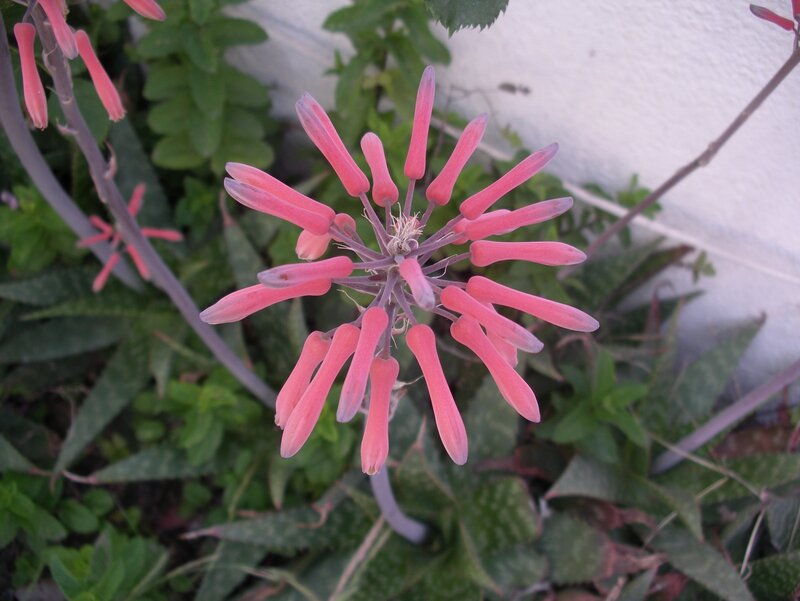 pink aloe flower bloom