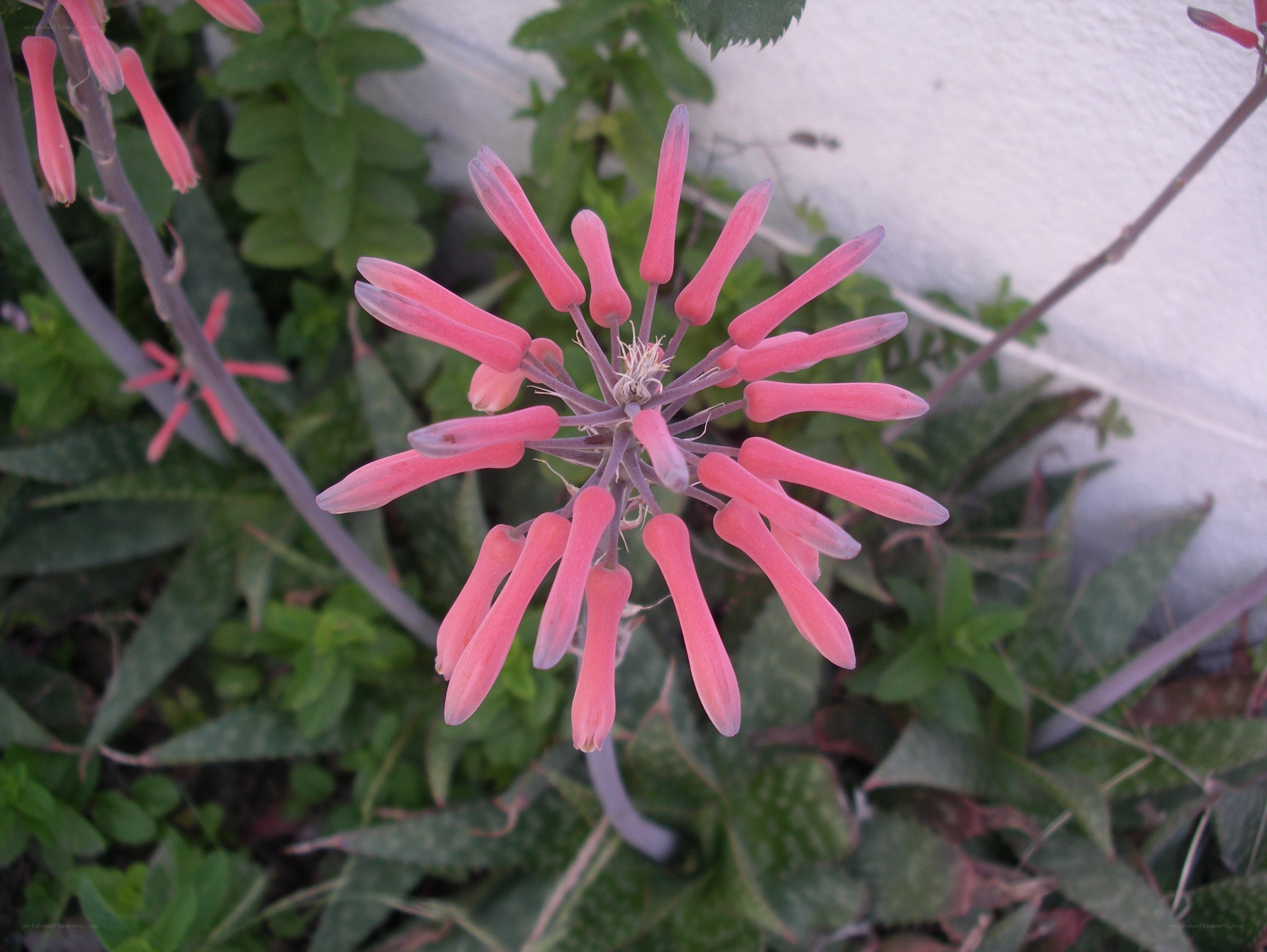 pink aloe flower bloom