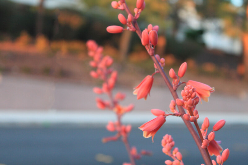 Pink Aloe Flower
