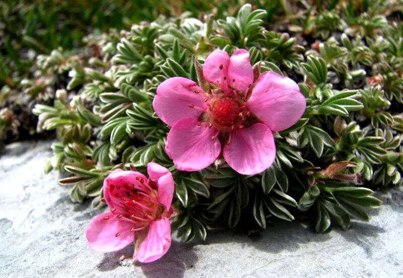 Pink Alpine Flowers — Calm