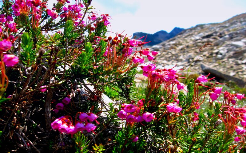 Pink Alpine Flowers — Serene, Afternoon
