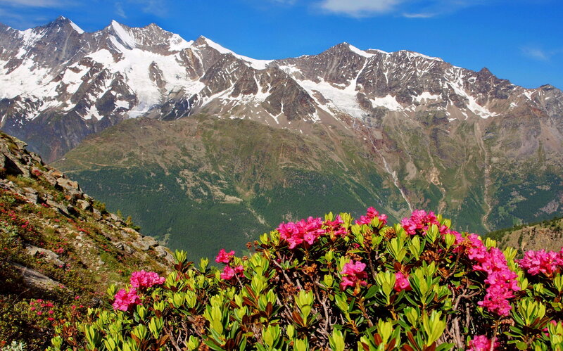 Pink Alpine Flowers — Serene, Summer