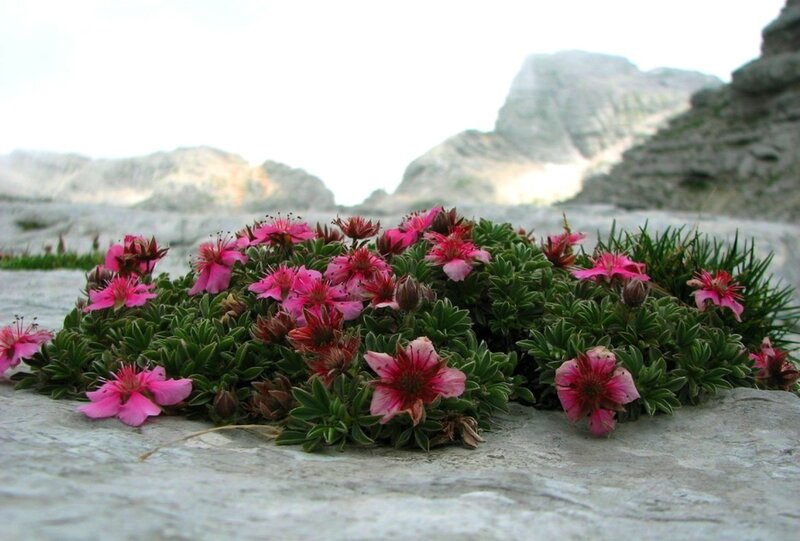 Pink Alpine Flowers — Serene