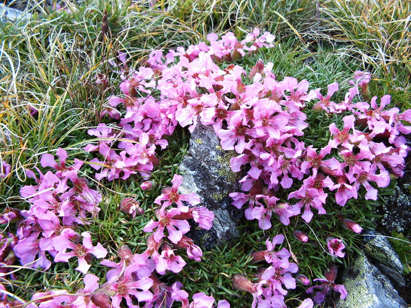 Pink Alpine Flowers