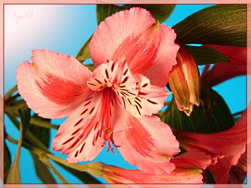 Pink alstroemeria flower