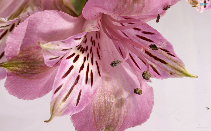 Pink Alstroemeria Flower — Calm, Photograph