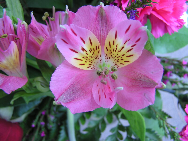 Pink Alstroemeria Flower — Calm