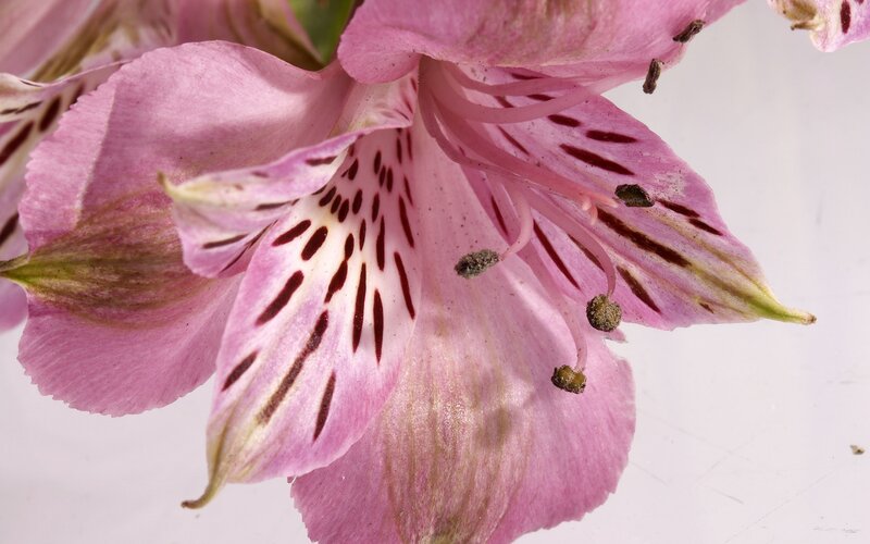 Pink alstroemeria flower close-up