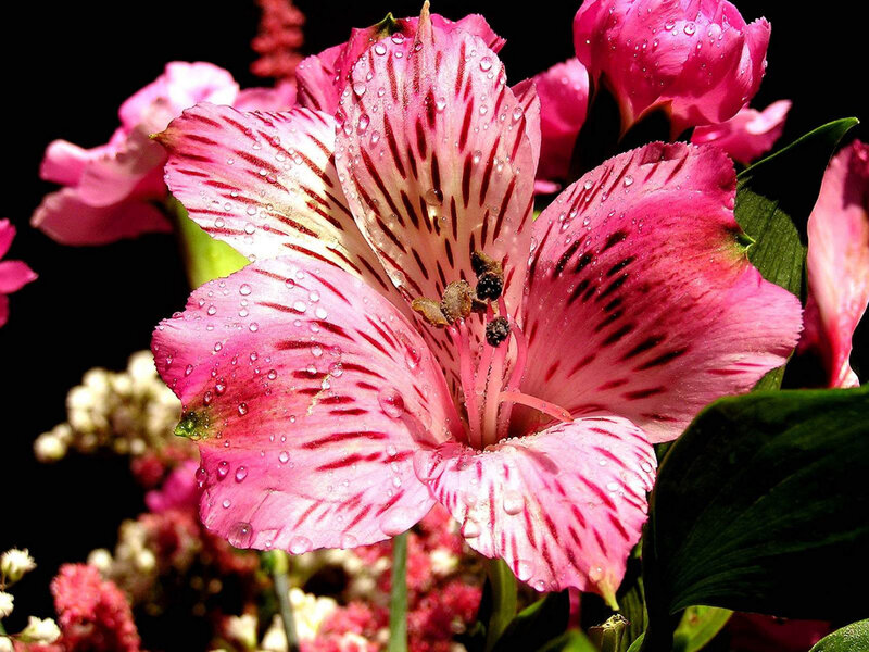 Pink Alstroemeria Flower — Dramatic, Photograph