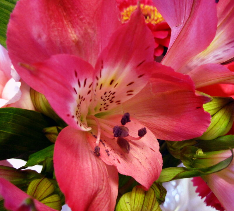 Pink Alstroemeria Flower — Natural