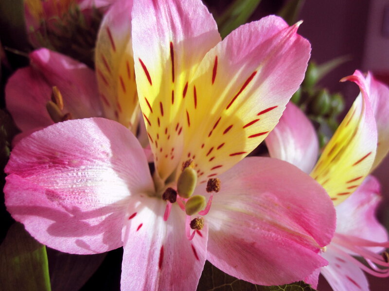 Pink Alstroemeria Flower — Serene, Afternoon