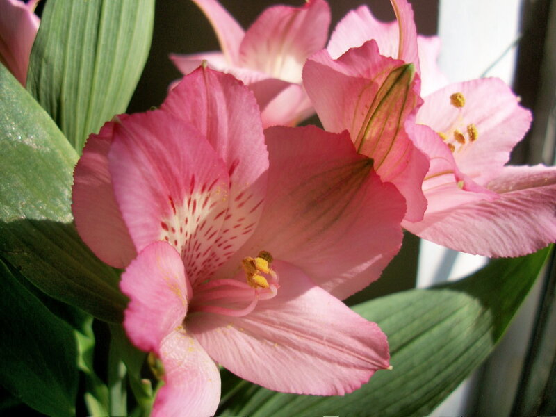 Pink Alstroemeria Flower — Serene