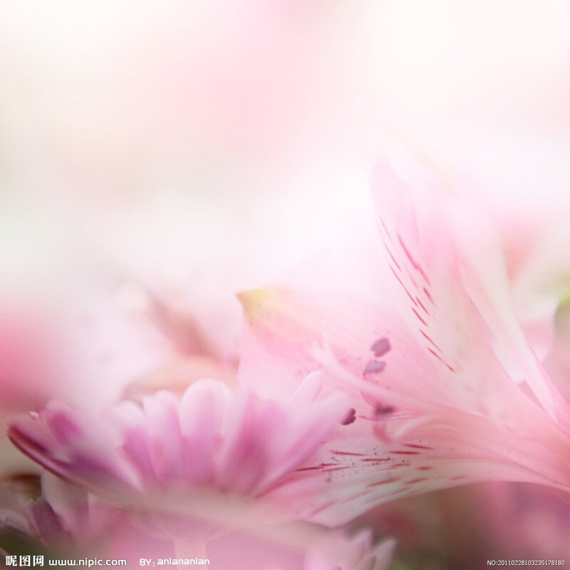 Pink Alstroemeria Flower — Soft