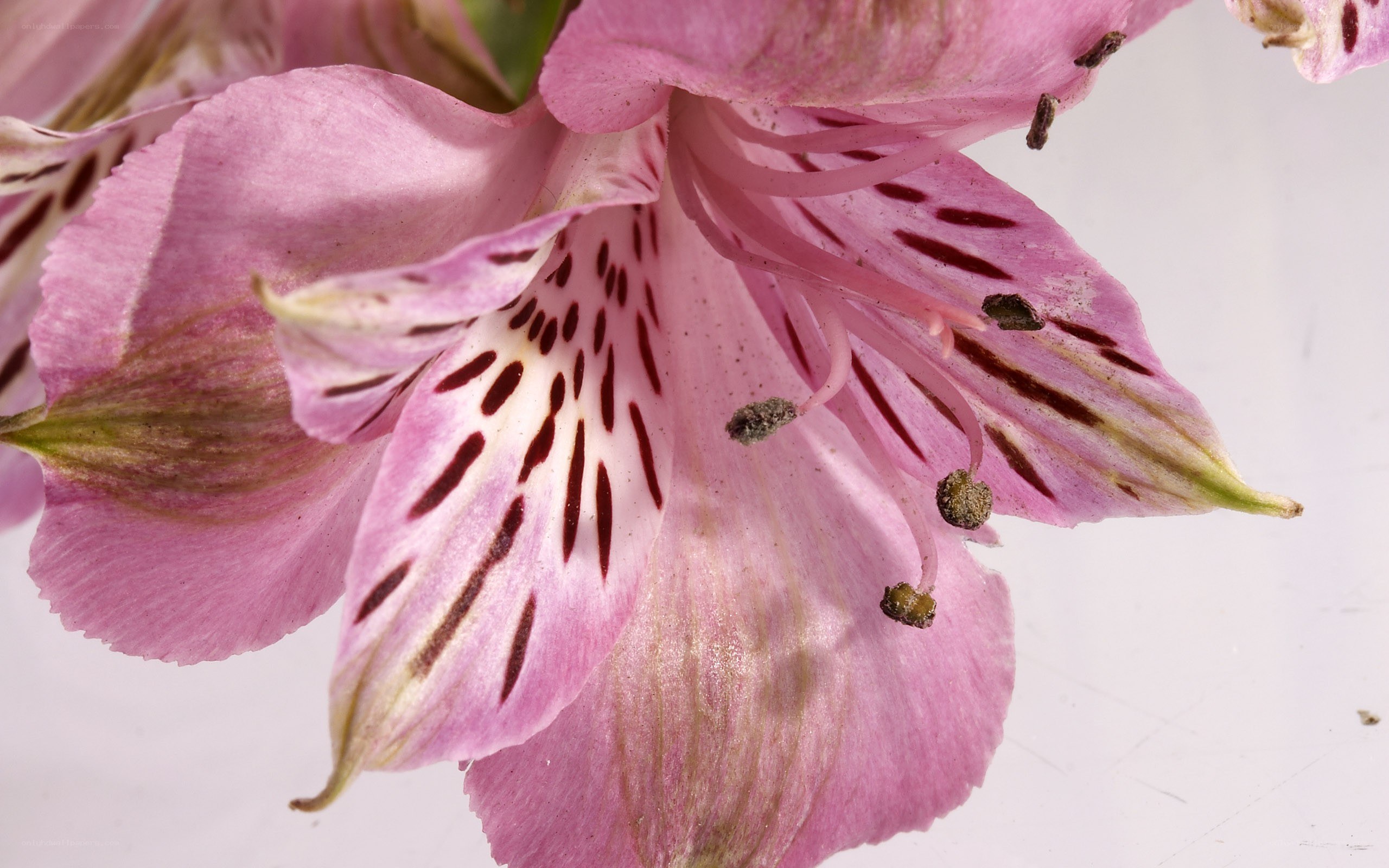 pink alstroemeria flower
